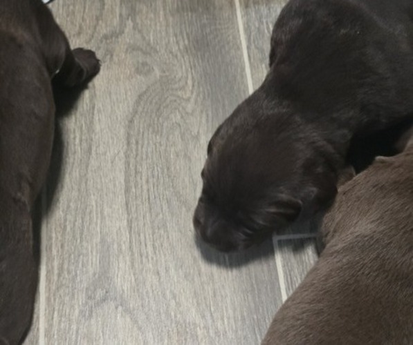Medium Photo #1 Labrador Retriever Puppy For Sale in ZEPHYRHILLS, FL, USA