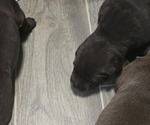 PeytonFemale1 - Female Labrador Retriever Puppy for Sale - Small photo