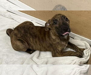 Collie-German Shepherd Dog Mix Dogs for adoption in Mechanicsburg, PA, USA