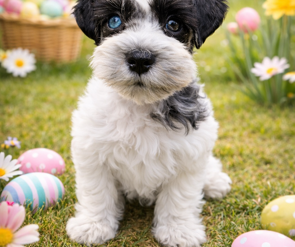 Medium Photo #1 Schnauzer (Miniature) Puppy For Sale in CONVERSE, TX, USA