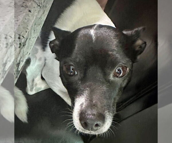 Medium Photo #1 Rat Terrier Puppy For Sale in Atlanta, GA, USA