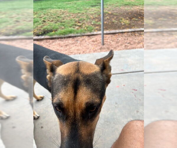 Medium Photo #3 German Shepherd Dog-Unknown Mix Puppy For Sale in Chandler, AZ, USA