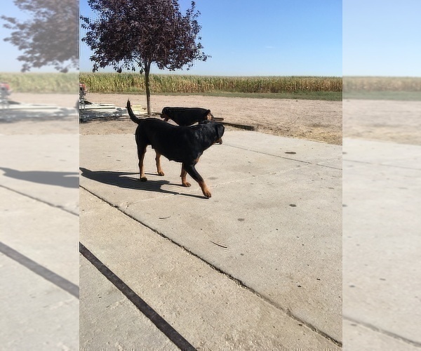 Medium Photo #27 Rottweiler Puppy For Sale in BRIGHTON, CO, USA