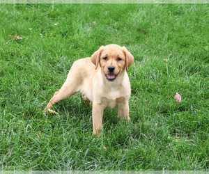 Labrador Retriever Puppy for Sale in SYRACUSE, Indiana USA