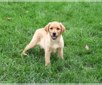 Image preview for Ad Listing. Nickname: Constance