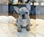 Small Photo #3 French Bulldog Puppy For Sale in LINCOLN, CA, USA