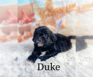 ShihPoo Puppy for sale in KINSTON, NC, USA