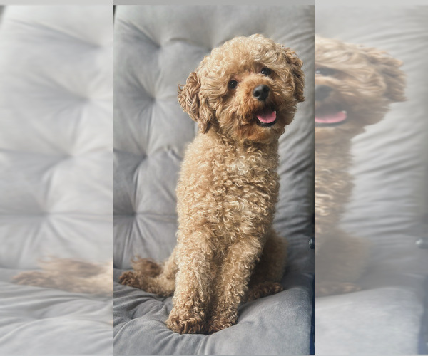 Medium Photo #1 Poodle (Toy) Puppy For Sale in BRONX, NY, USA