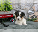 Small #2 Pembroke Welsh Corgi