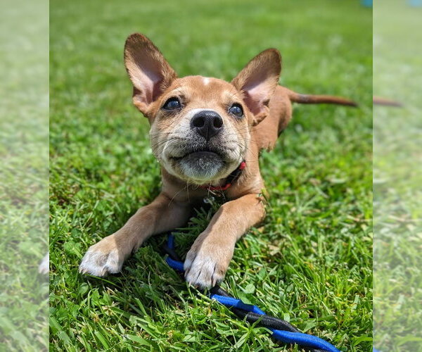 Medium Photo #35 Boston Terrier-Unknown Mix Puppy For Sale in Shermans Dale, PA, USA