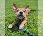 Small #34 Boston Terrier Mix