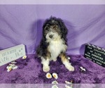 Small Photo #58 Bernedoodle-Poodle (Toy) Mix Puppy For Sale in BLACK FOREST, CO, USA