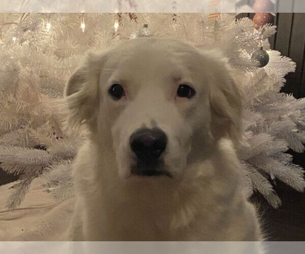 Medium Photo #1 Great Pyrenees-Unknown Mix Puppy For Sale in Cookeville, TN, USA