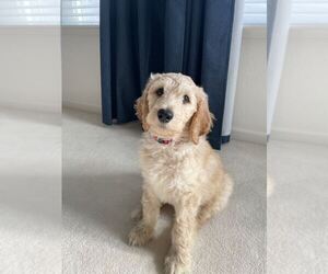 Goldendoodle Puppy for sale in TRACY, CA, USA