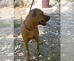 Small #5 Boxer Mix