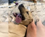 Small #7 American Pit Bull Terrier Mix