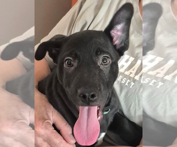 Medium Photo #6 Labrador Retriever-Unknown Mix Puppy For Sale in MECHANICSBURG, PA, USA