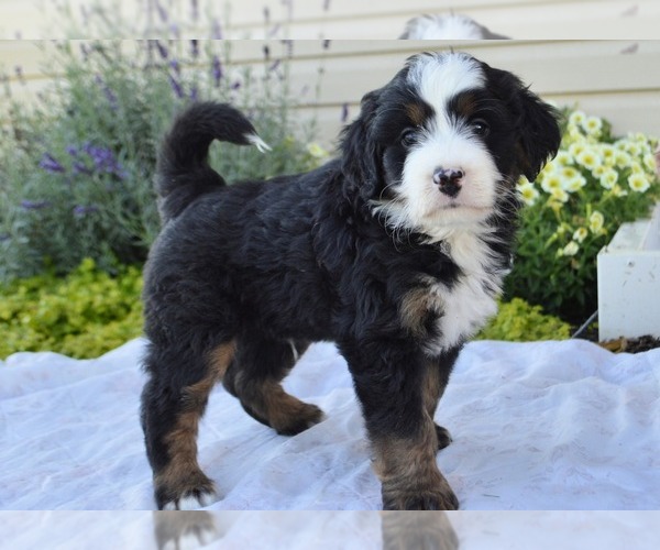 Medium Photo #15 Bernedoodle (Miniature) Puppy For Sale in PARADISE, PA, USA
