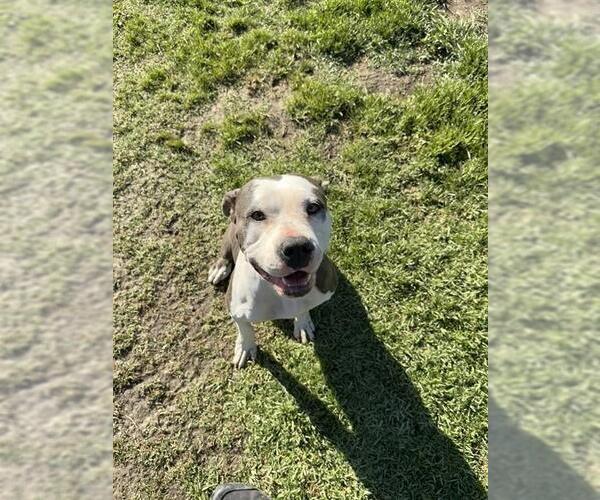 Medium Photo #1 Mutt Puppy For Sale in Riverside, CA, USA