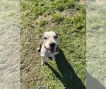Small Mutt
