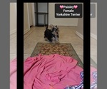 Small #1 Yorkshire Terrier