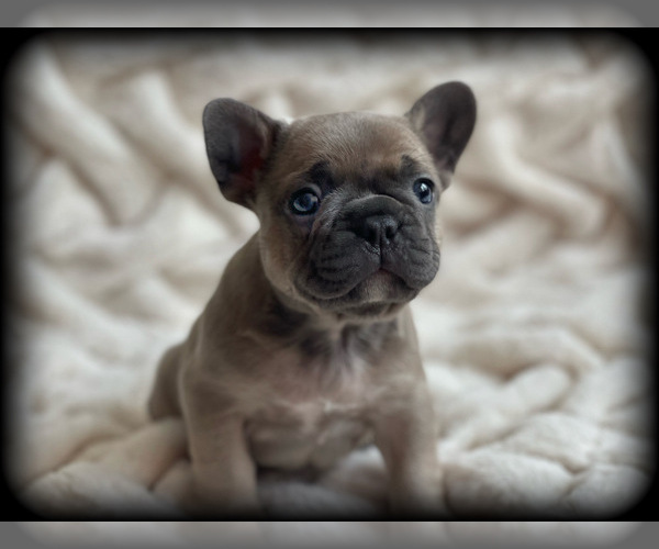 Medium Photo #12 French Bulldog Puppy For Sale in FREDERICK, MD, USA