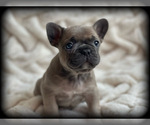 Small Photo #12 French Bulldog Puppy For Sale in FREDERICK, MD, USA