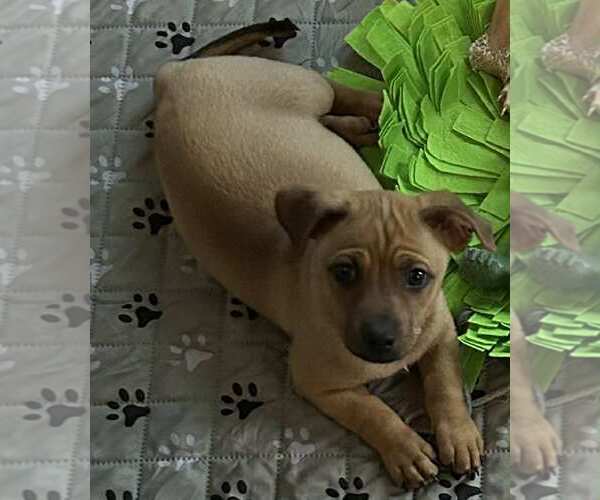 Medium Photo #3 American Pit Bull Terrier-Unknown Mix Puppy For Sale in Oakhurst, NJ, USA