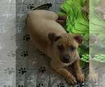 Small #2 American Pit Bull Terrier Mix