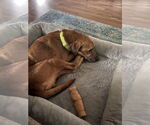 Small #1 Labrador Retriever Mix