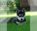 Small #2 Siberian Husky