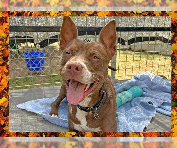 Medium Photo #4 American Pit Bull Terrier Puppy For Sale in Ojai, CA, USA