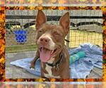 Small #3 American Pit Bull Terrier
