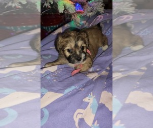 Maltipoo-Shih Tzu Mix Puppy for sale in SACRAMENTO, CA, USA