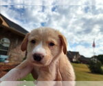 Small #2 Labrador Retriever Mix