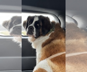 Mother of the Saint Bernard puppies born on 04/18/2025