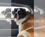 Small Photo #1 Saint Bernard Puppy For Sale in HANNIBAL, MO, USA