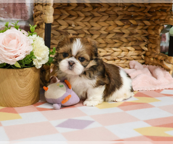 Medium Photo #6 Shih Tzu Puppy For Sale in SYRACUSE, IN, USA