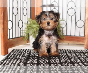 Yorkshire Terrier Puppy for sale in NAPLES, FL, USA