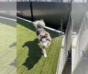 Siberian Husky-Unknown Mix Dogs for adoption in San Martin, CA, USA