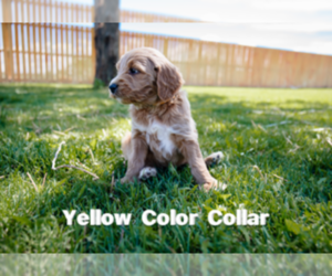 Goldendoodle Puppy for sale in MONTROSE, CO, USA