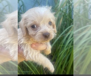Maltipoo (Miniature)-Mauzer Mix Puppy for sale in VENETA, OR, USA