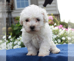 Small Photo #1 Bichon Frise Puppy For Sale in BIRD IN HAND, PA, USA