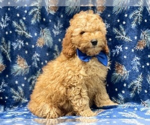 Cockapoo Puppy for sale in LAKELAND, FL, USA