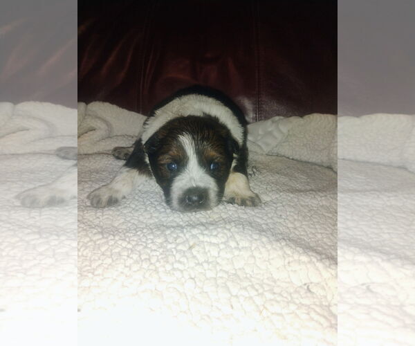 Medium Photo #1 Mutt Puppy For Sale in Polson, MT, USA