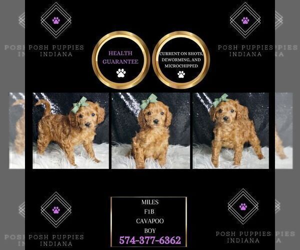 Medium Photo #45 Cavapoo Puppy For Sale in WARSAW, IN, USA