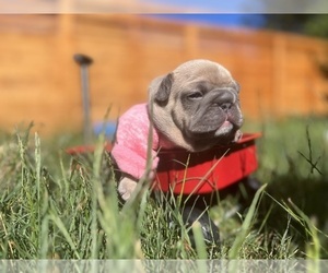 French Bulldog Puppy for sale in VANCOUVER, WA, USA