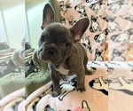 Puppy Whiskey French Bulldog