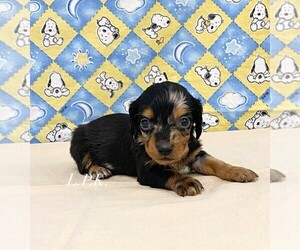 Dachshund Puppy for sale in WINNSBORO, LA, USA