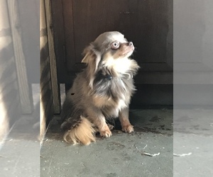 Chihuahua Puppy for sale in NEW CASTLE, IN, USA